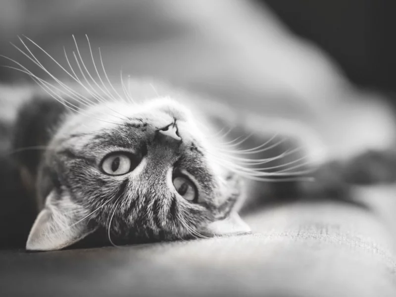 кот, взгляд, лежит