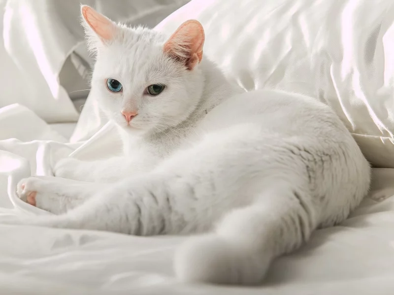 кошка, животное, лежит
