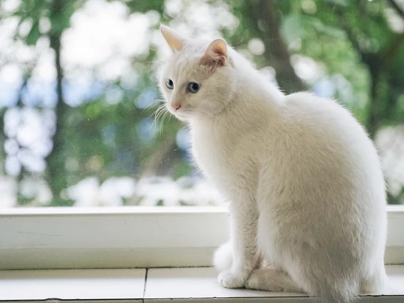 кошка, животное, взгляд