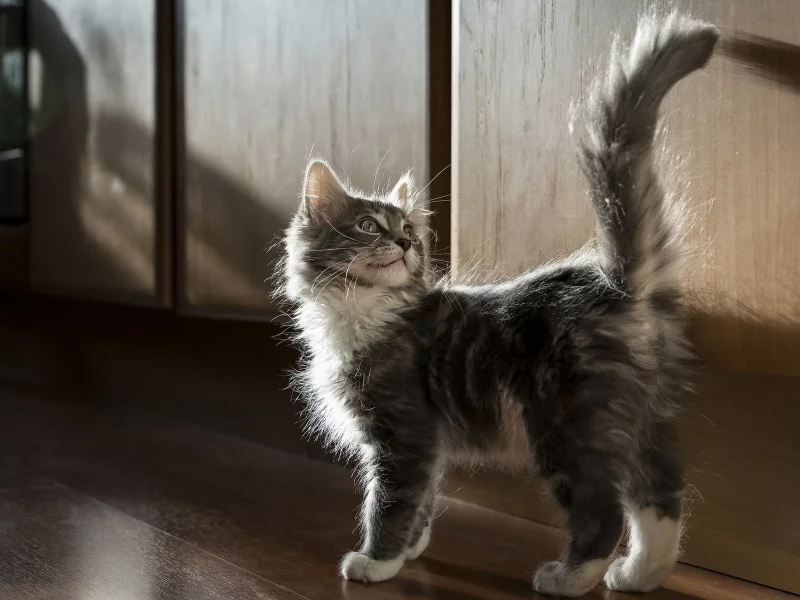 кошка, взгляд, животное