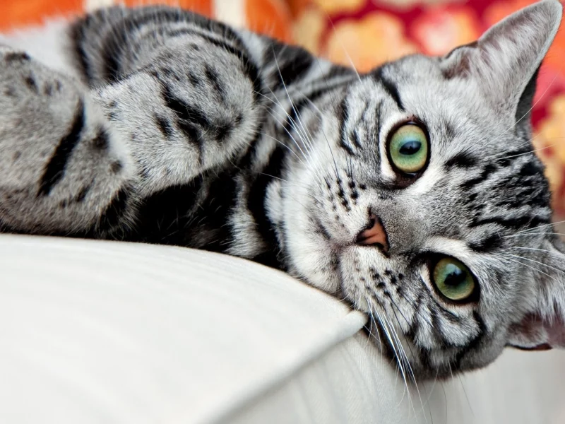 кот, взгляд, лежит