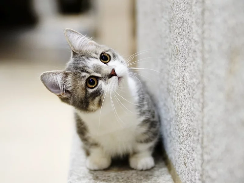 котёнок, маленький, взгляд