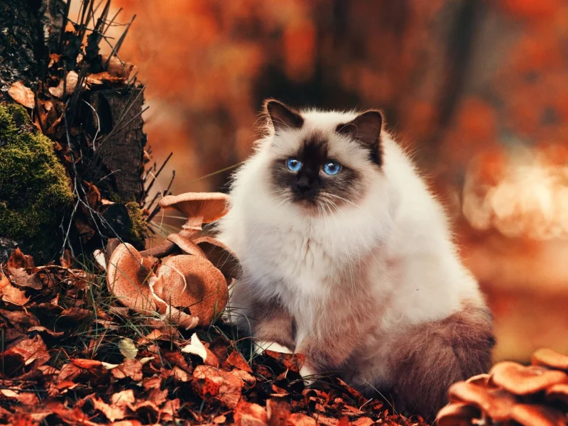 кошка сиамская, животное, на природе