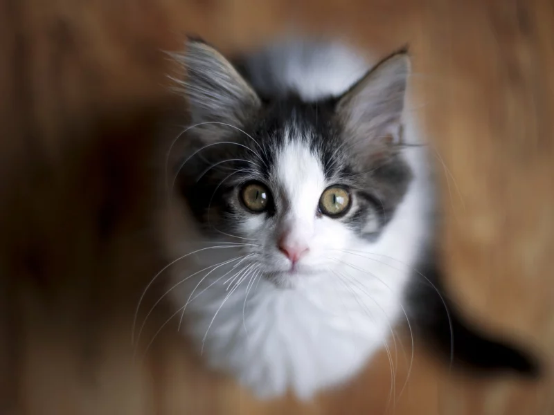 кошка, взгляд