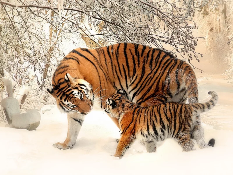 тигрица, тигрёнок