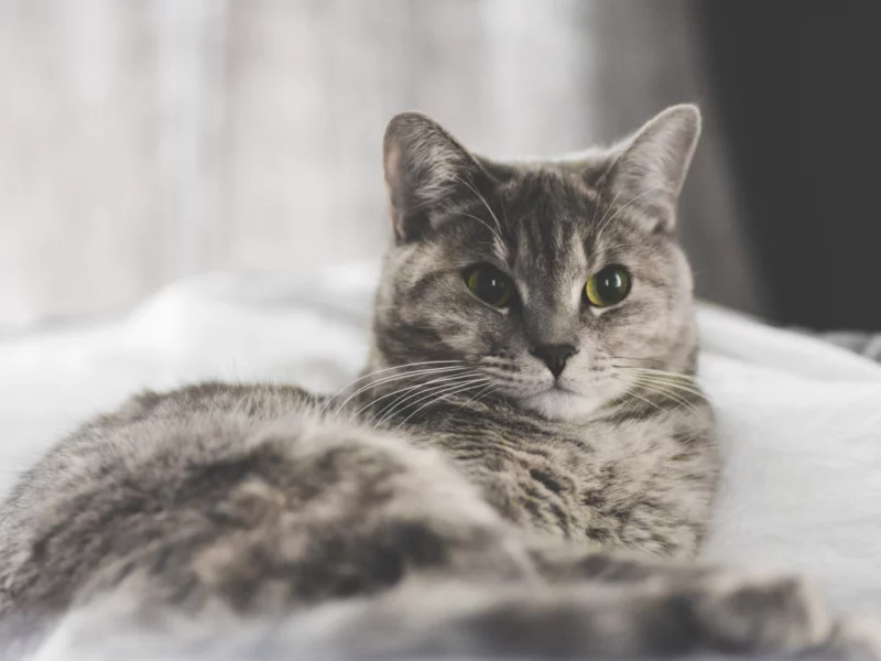 кот, животное, взгляд, лежит