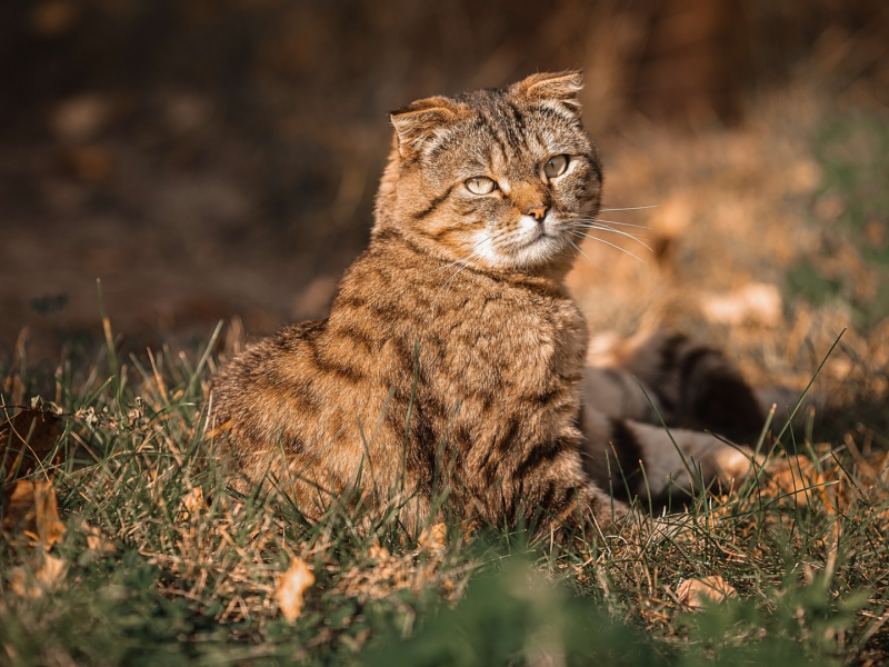 кот, взгляд