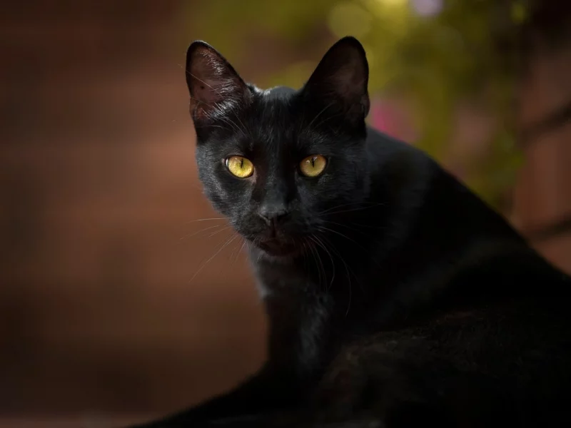 кот чёрный, взгляд