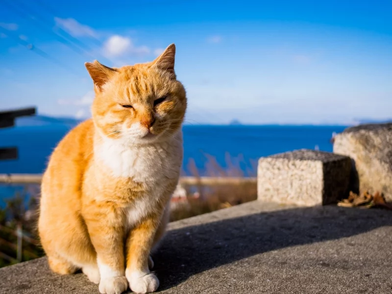 кот рыжий, взгляд