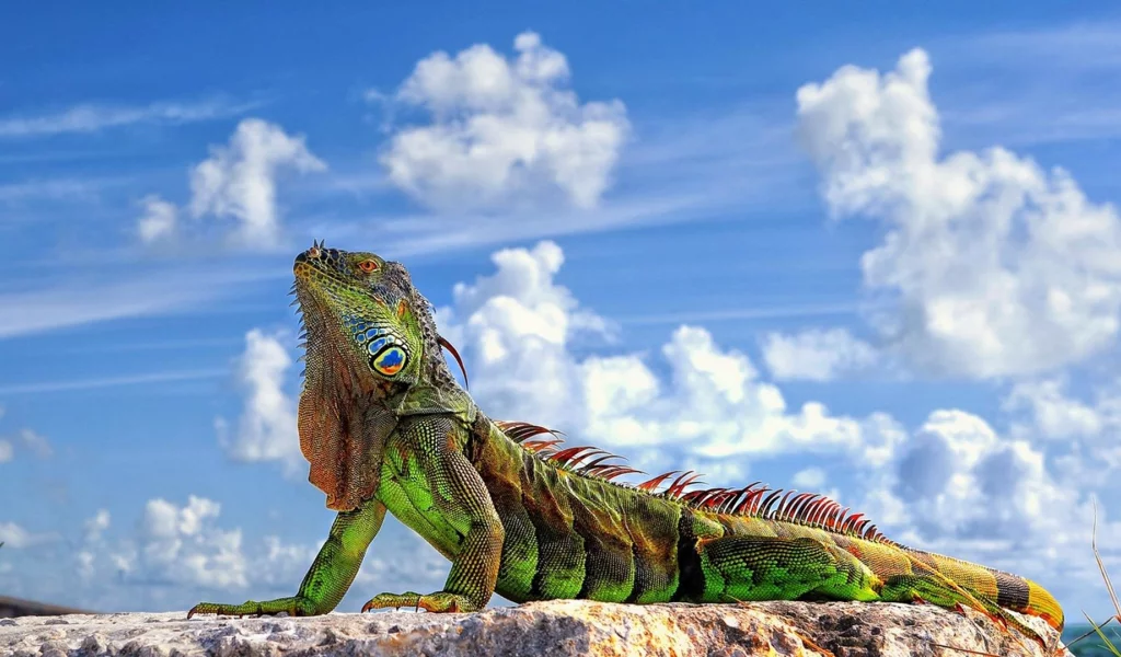 ящерица, игуана, iguana