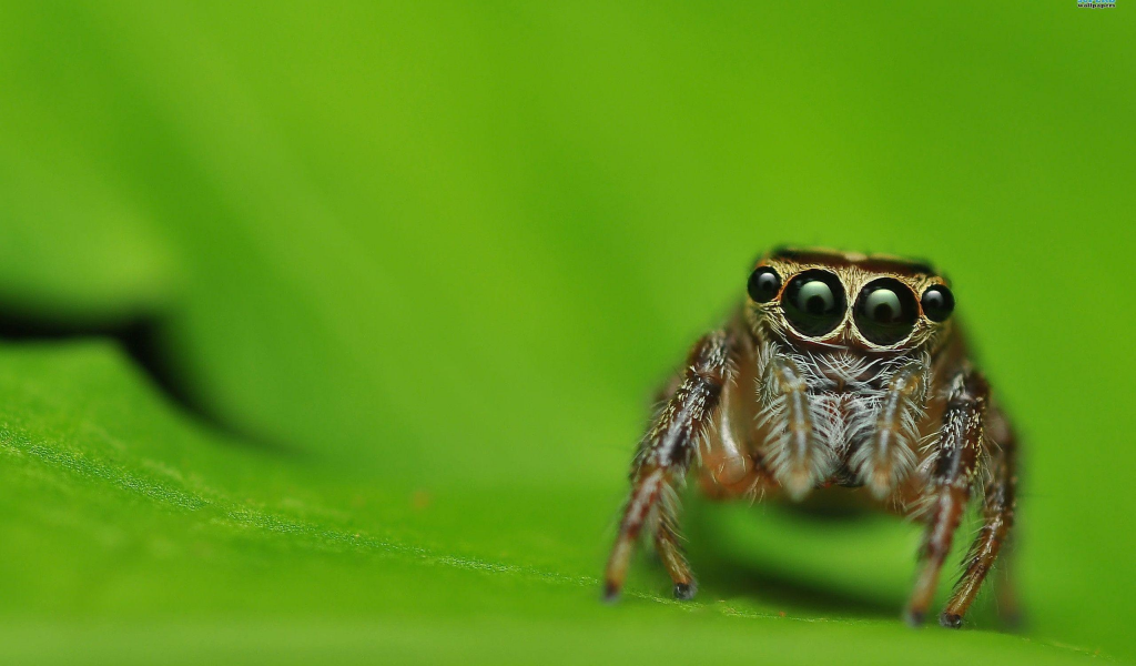 насекомое, паук, spider