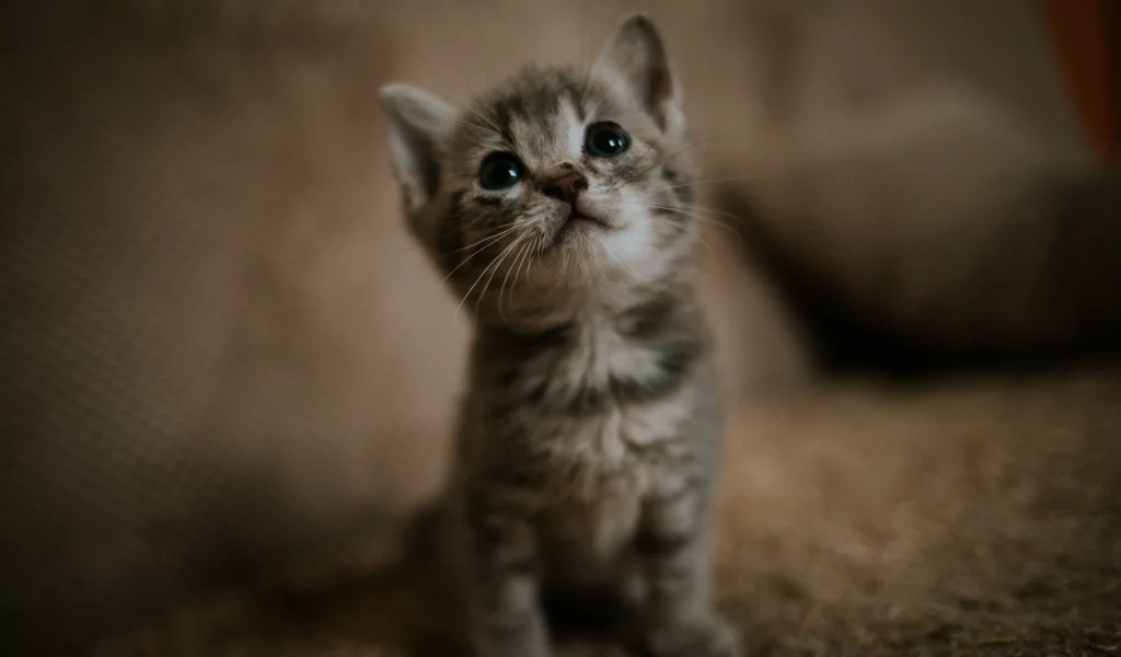 кот, котёнок