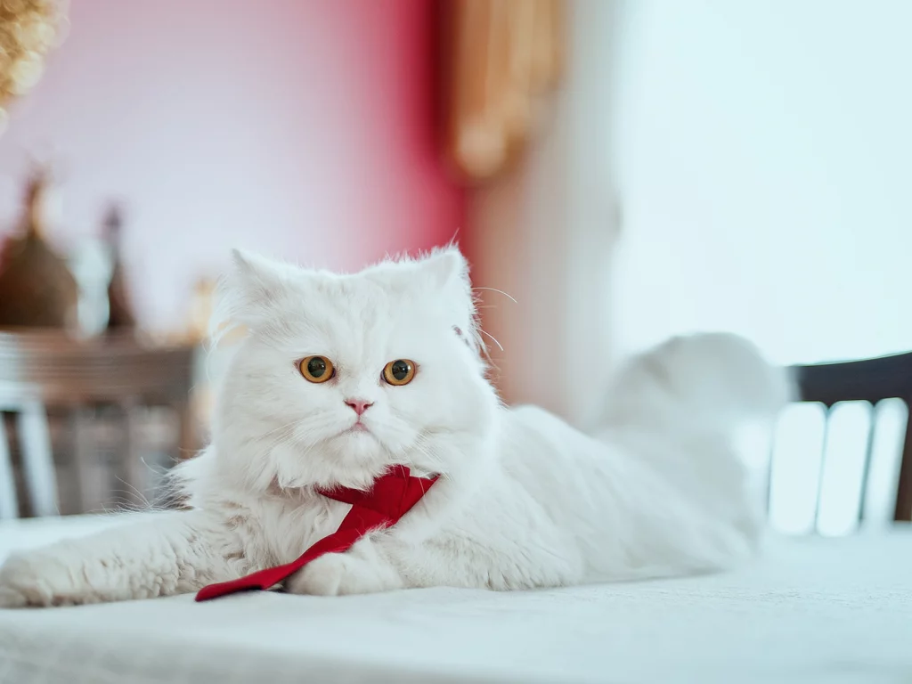 кошка, персидская