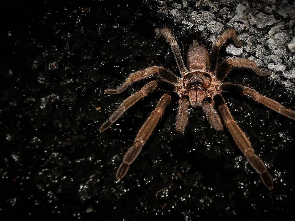 насекомое, паук, spider