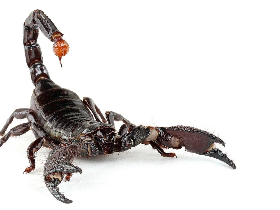 скорпион, насекомое