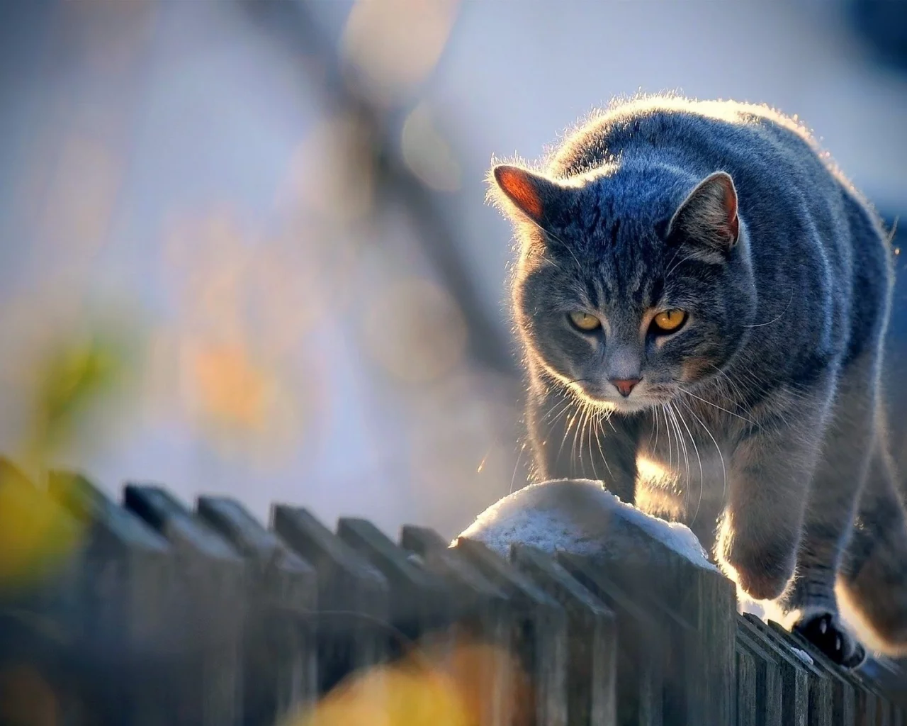 кот, животное, на заборе