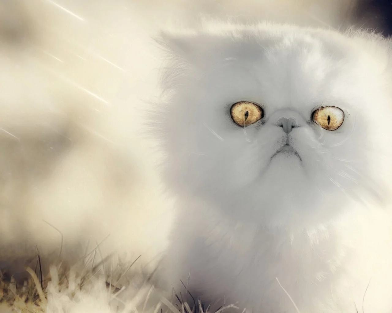 кошка, взгляд, глаза