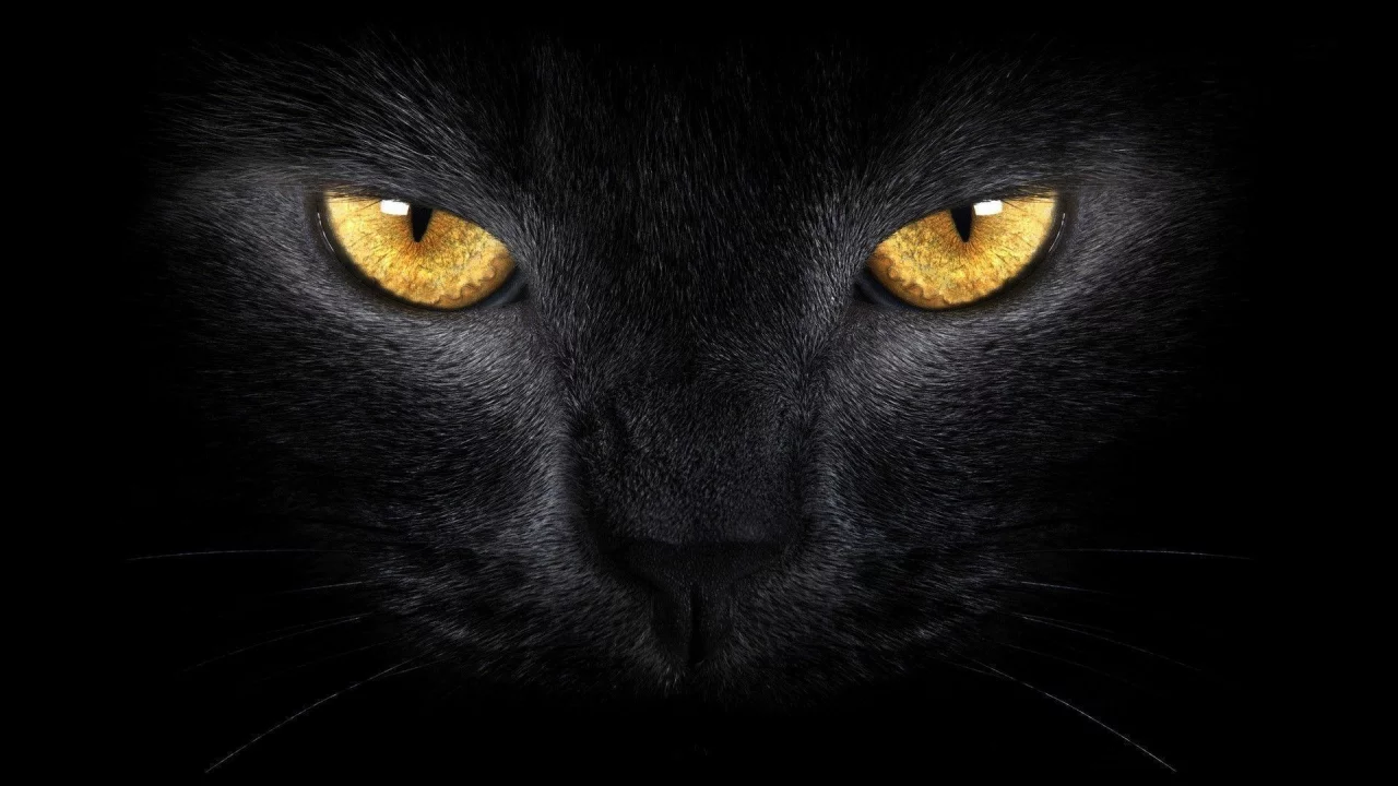кот, чёрный, тьма