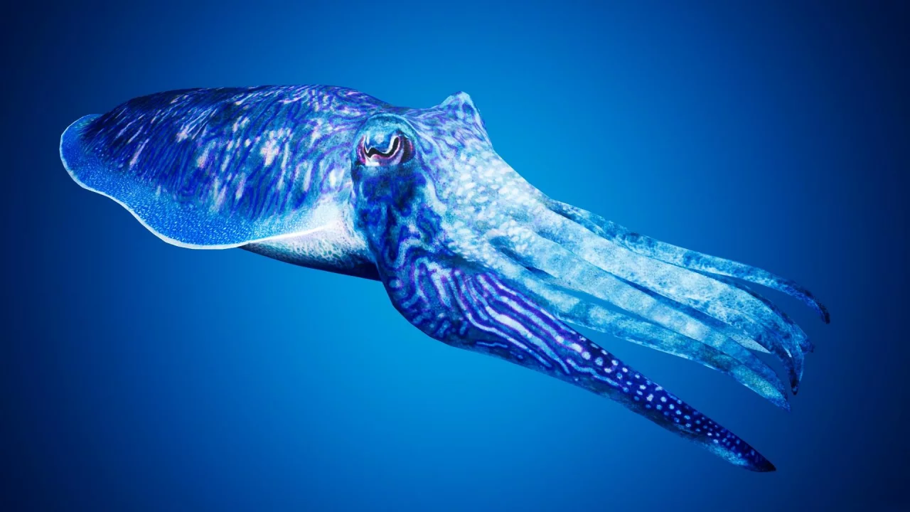 каракатица, cuttlefishes