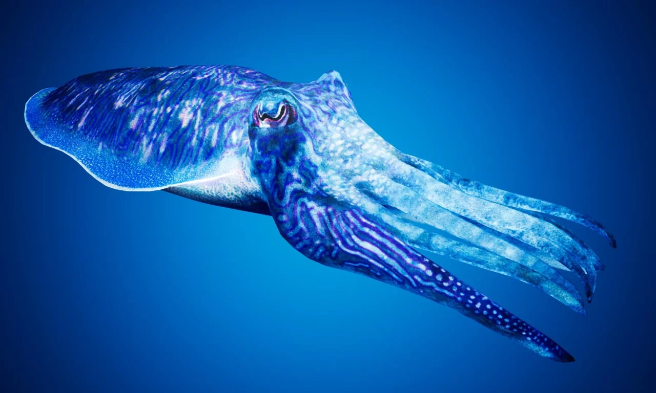 каракатица, cuttlefishes