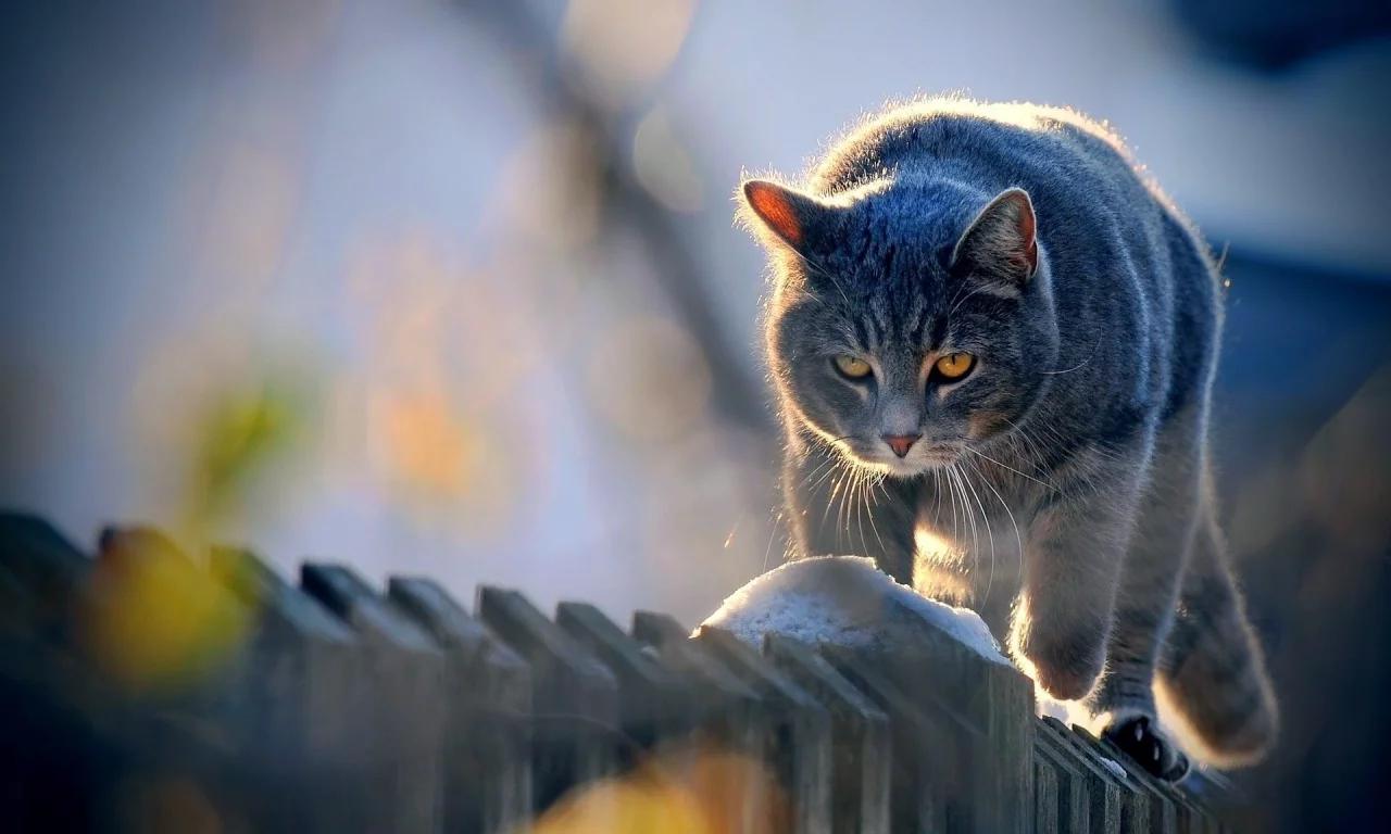 кот, животное, на заборе