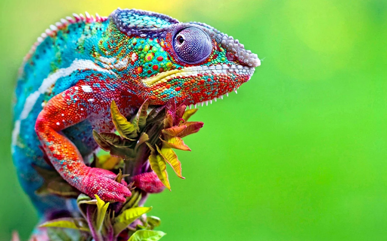 пресмыкающееся, хамелеон, chameleon