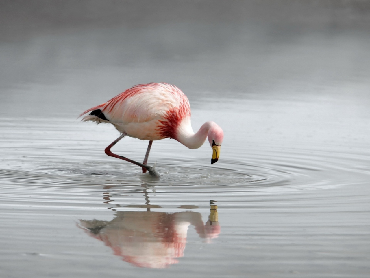 фламинго, розовый, в озере