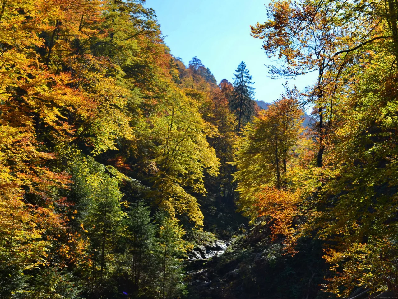 осень, лес, деревья