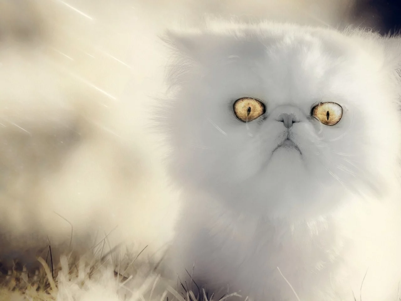 кошка, взгляд, глаза
