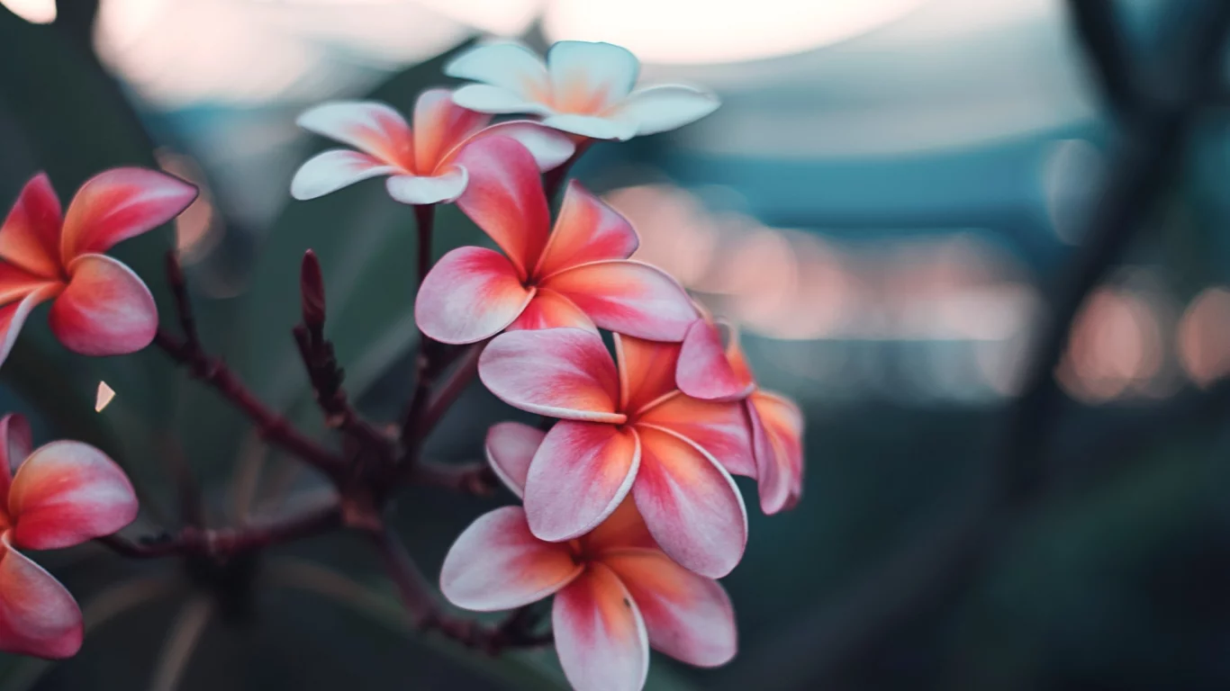 цветы, плюмерия