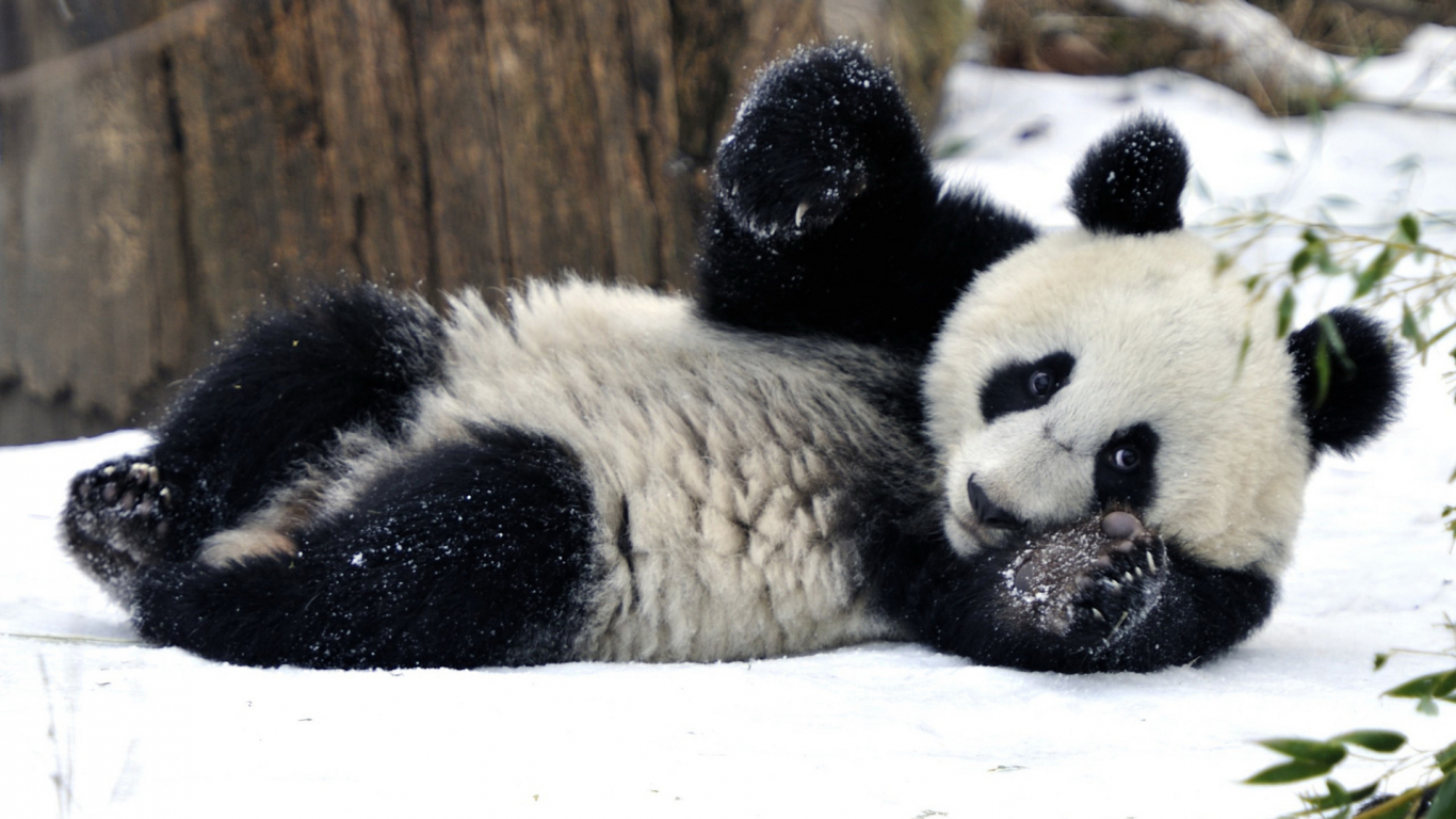 панда, медведь, лежит на снегу