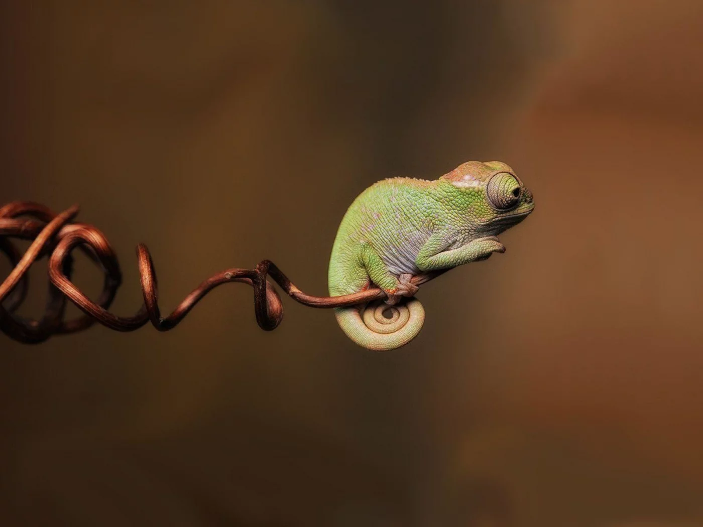 пресмыкающееся, хамелеон, chameleon
