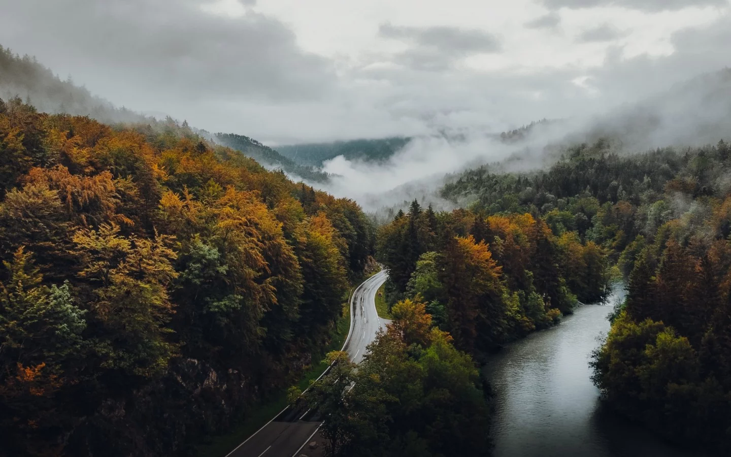 природа, лес, река, дорога, туман