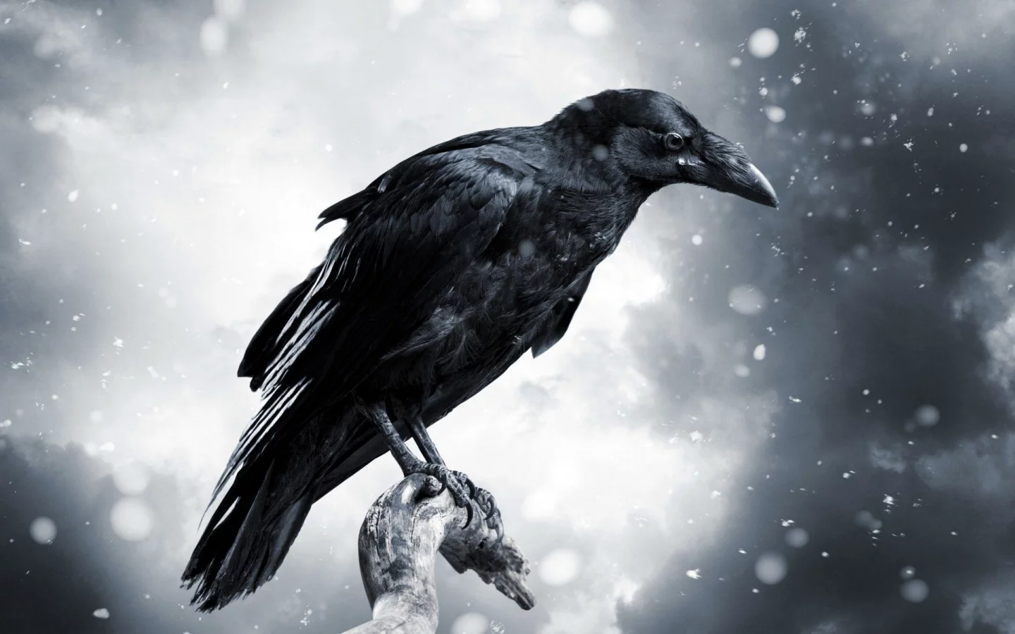 птица, ворон, crows