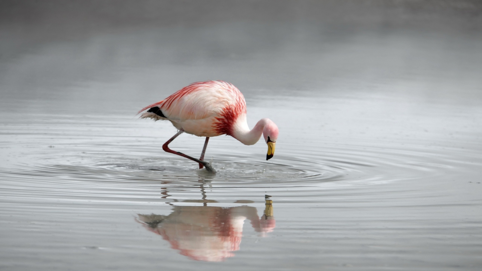 фламинго, розовый, в озере