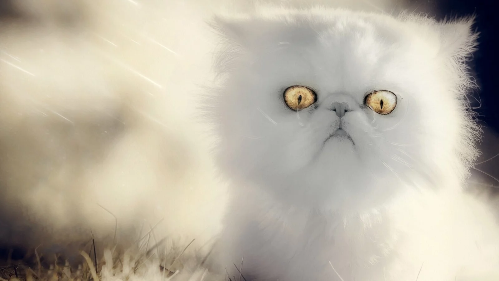 кошка, взгляд, глаза