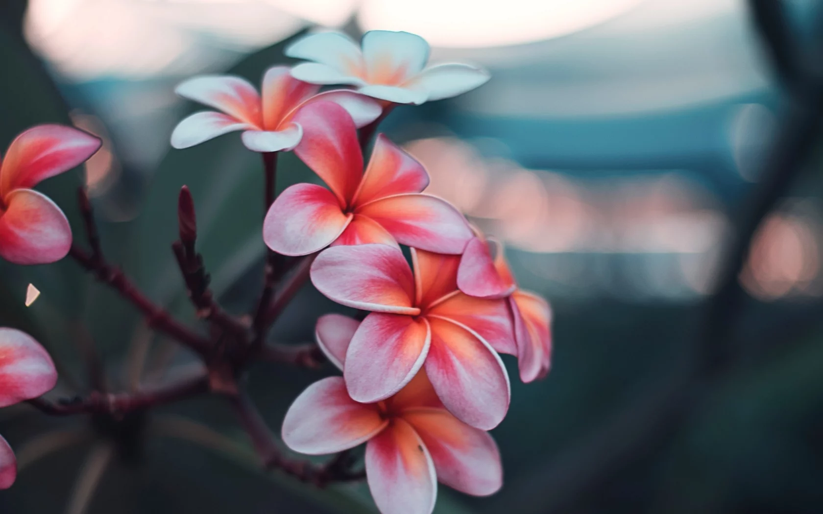 цветы, плюмерия