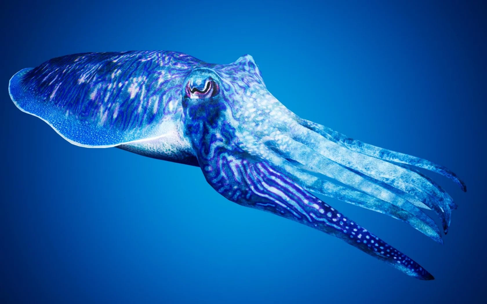 каракатица, cuttlefishes
