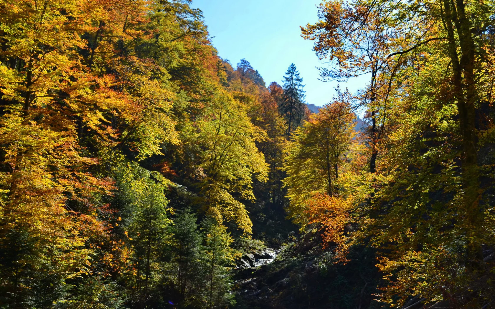 осень, лес, деревья