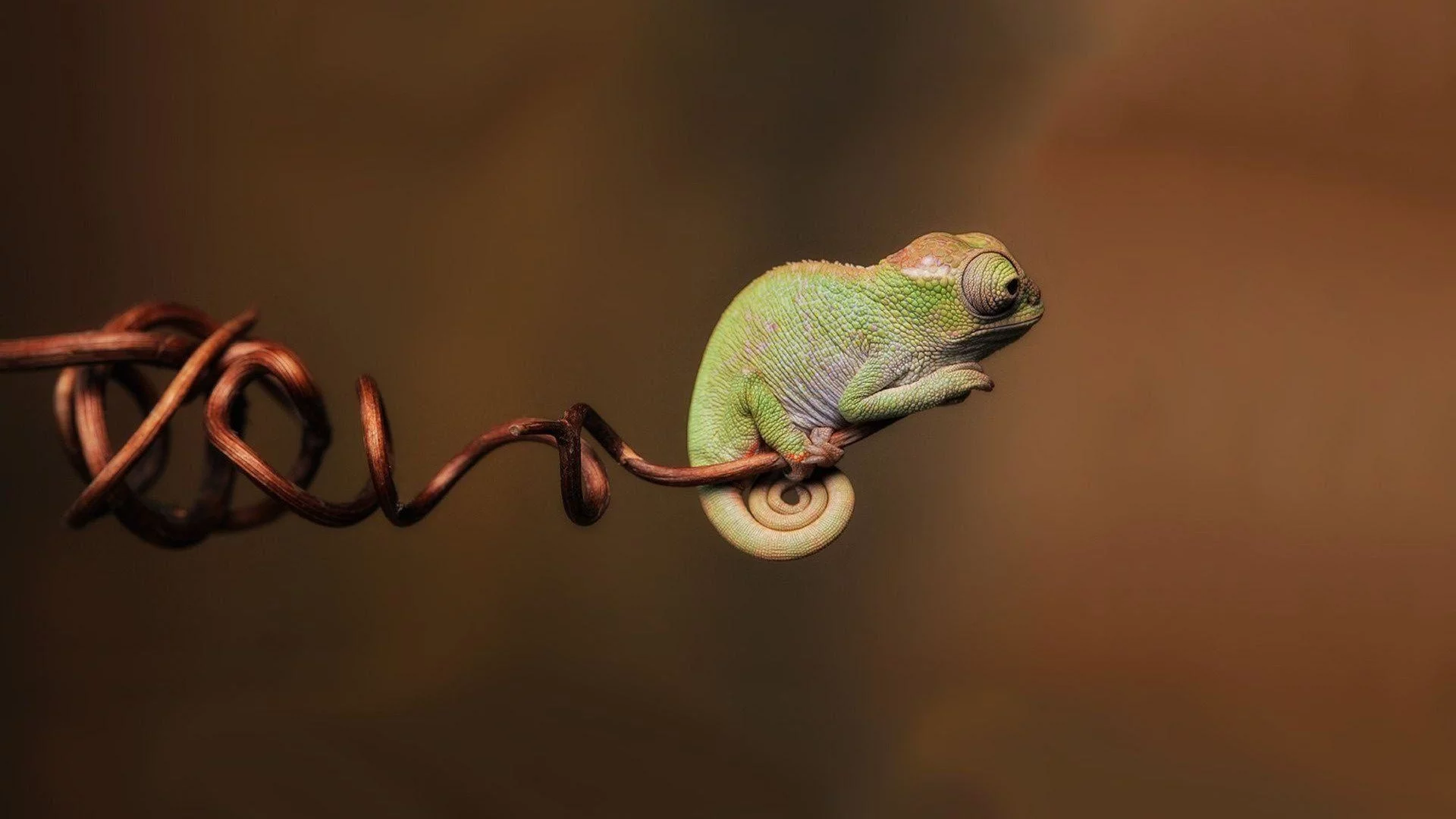 пресмыкающееся, хамелеон, chameleon
