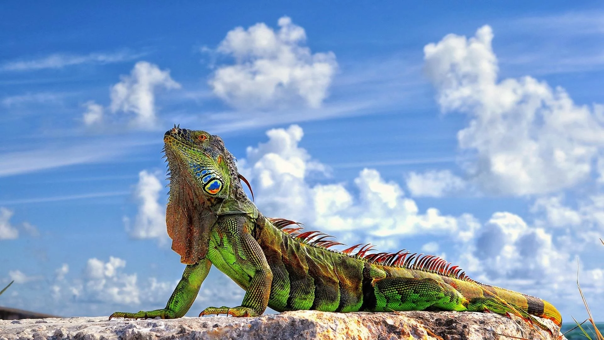 ящерица, игуана, iguana