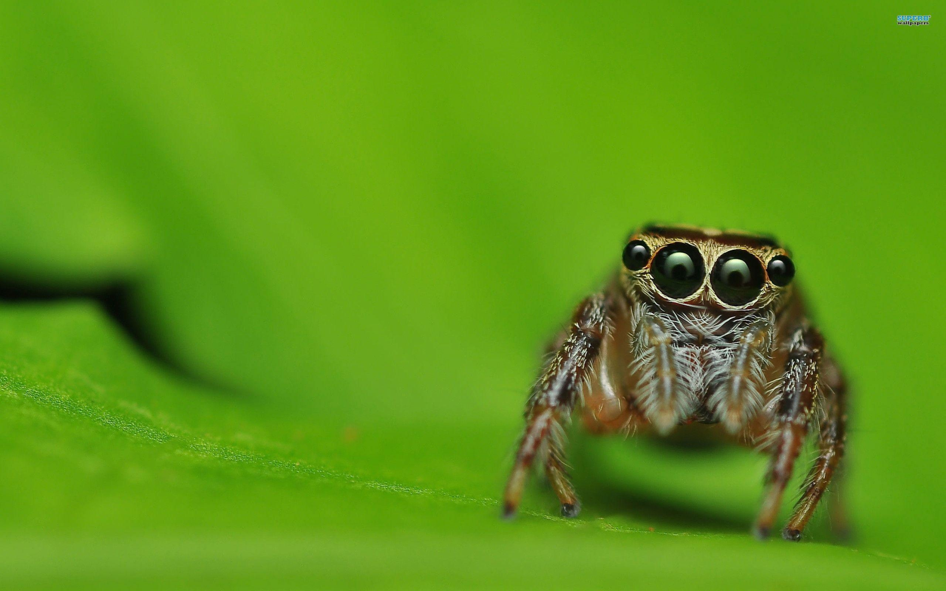 насекомое, паук, spider