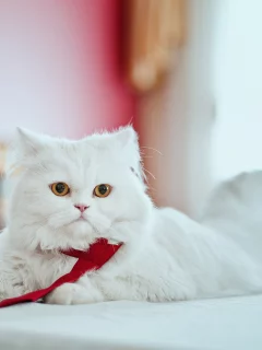 кошка, персидская