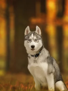 хаски, собака