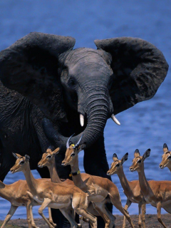 животные, слон, газель, африка, ботсвана