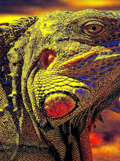 ящерица, игуана, iguana