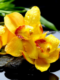орхидея, жёлтая