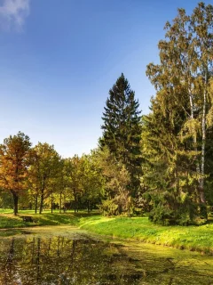река, деревья, лето