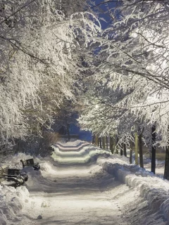 аллея, деревья, зима
