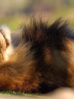 лев, животное, лежит
